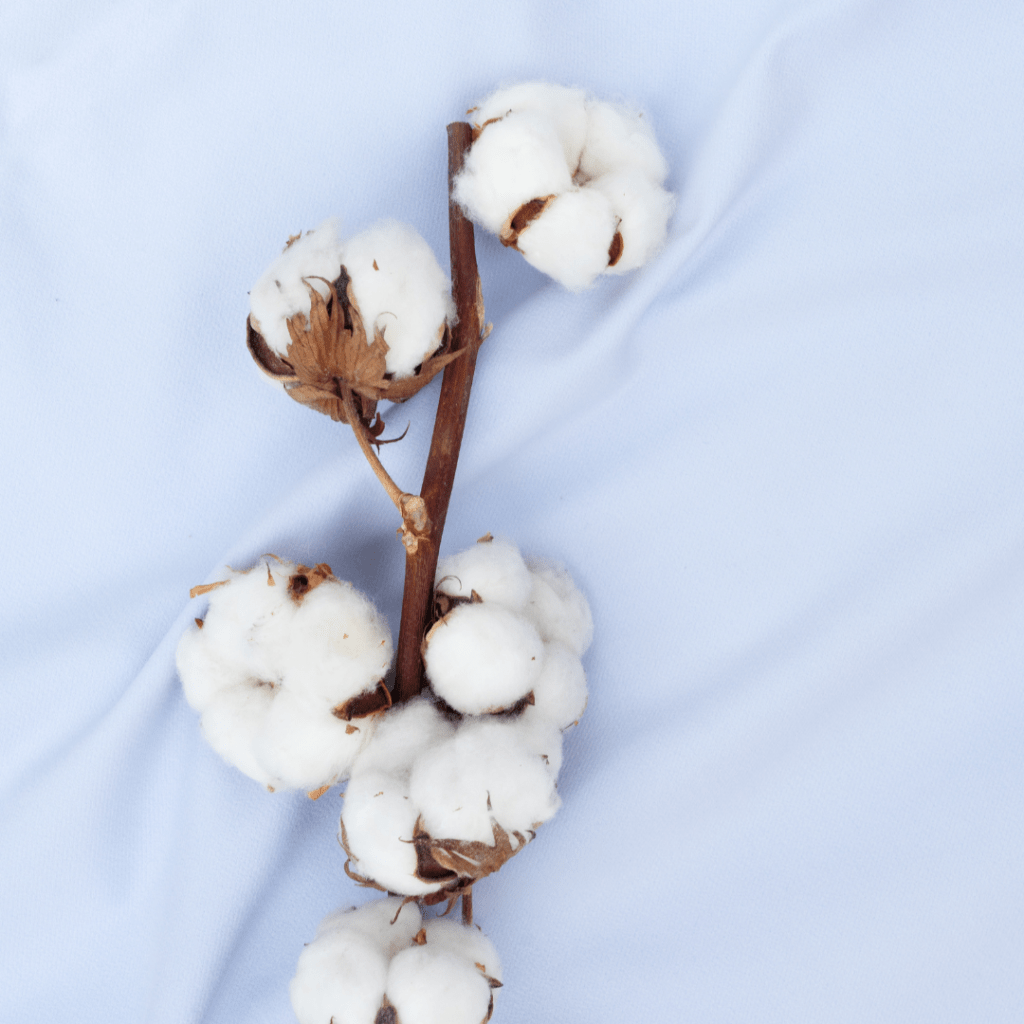 Cotton plant on cotton fabric