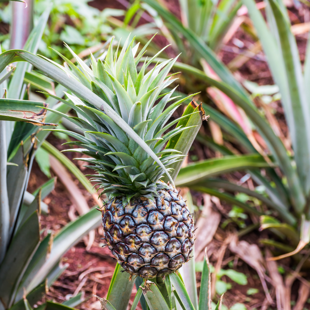 Pineapple